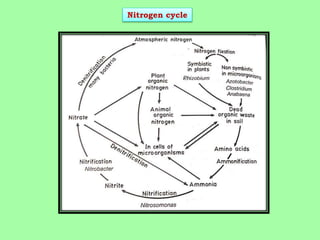 Nitrogen cycle
 