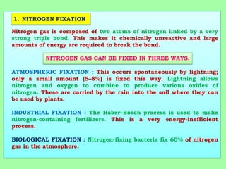 Nitrogen gas is composed of two atoms of nitrogen linked by a very
strong triple bond. This makes it chemically unreactive and large
amounts of energy are required to break the bond.
ATMOSPHERIC FIXATION : This occurs spontaneously by lightning;
only a small amount (5–8%) is fixed this way. Lightning allows
nitrogen and oxygen to combine to produce various oxides of
nitrogen. These are carried by the rain into the soil where they can
be used by plants.
INDUSTRIAL FIXATION : The Haber–Bosch process is used to make
nitrogen-containing fertilizers. This is a very energy-inefficient
process.
BIOLOGICAL FIXATION : Nitrogen-fixing bacteria fix 60% of nitrogen
gas in the atmosphere.
NITROGEN GAS CAN BE FIXED IN THREE WAYS.
1. NITROGEN FIXATION
 