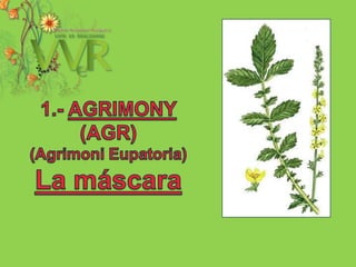 1.- AGRIMONY (AGR)(AgrimoniEupatoria)La máscara