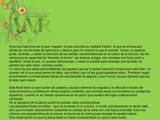 Entonces Agrimony es el gran negador, el que esconde su realidad interior, el que se enmascara detrás de una fachada de optimismo y alegría para no mostrar lo que le sucede. Tienen un aspecto jovial, divertido, y atraen la atención de los demás, transformándose en el centro de la reunión. Se los admira por la capacidad de “levantar el ánimo”, ser buenos amigos, dar consejos con buen juicio y equilibrio. Aman la paz, no quieren discusiones; y hacen lo posible para evitarlas (así también se pierden por esta razón, muchas cosas)Lo cierto es que estas personalidades de payasos que se lo pasan haciendo chistes para caer bien, no  quieren ver lo que pasa dentro de ellos, que sufren, que no les gusta quedarse solos.  Prefieren negar el sufrimiento y enmascararlo detrás de una fachada de alegría y buen humor, porque piensan que así el dolor será menor.  Esta floral tiene un gran poder de catarsis y ayuda a eliminar la angustia y la aflicción a través del reconocimiento y la liberación de los propios conflictos, que muchas veces se manifiesta en problemas digestivos, cuando no en fuertes opresiones en el pecho que pueden dar lugar a alteraciones cardíacas. De la signatura de la planta podemos extraer otras características.  Las pequeñas flores amarillas – que no le temen ni a l a la luz, ni al sol- prácticamente no tienen tallo, sino que irrumpen directamente rompiendo la corteza de la rama con una fuerza increíble. Esto nos informa una característica de la misma, la fuerza de la misma para rescatar la verdad interior. Otra observación es que la planta tiene un fuerte enraizamiento, lo que la hace fuerte.