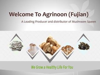 Welcome To Agrinoon (Fujian)
A Leading Producer and distributor of Mushroom Spawn
 