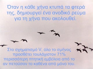 Όταν η κάθε χήνα κτυπά τα φτερά της, δημιουργεί ένα ανοδικό ρεύμα για τη χήνα που ακολουθεί.   Στο σχηματισμό  V , όλο το σμήνος προσθέτει τουλάχιστον 71% περισσότερη πτητική εμβέλεια από το αν πετούσαν το καθένα από μόνο του. 