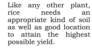Like any other plant,
rice needs an
appropriate kind of soil
as well as good location
to attain the highest
possible yield.
 
