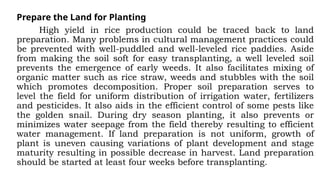 Prepare the Land for Planting
High yield in rice production could be traced back to land
preparation. Many problems in cultural management practices could
be prevented with well-puddled and well-leveled rice paddies. Aside
from making the soil soft for easy transplanting, a well leveled soil
prevents the emergence of early weeds. It also facilitates mixing of
organic matter such as rice straw, weeds and stubbles with the soil
which promotes decomposition. Proper soil preparation serves to
level the field for uniform distribution of irrigation water, fertilizers
and pesticides. It also aids in the efficient control of some pests like
the golden snail. During dry season planting, it also prevents or
minimizes water seepage from the field thereby resulting to efficient
water management. If land preparation is not uniform, growth of
plant is uneven causing variations of plant development and stage
maturity resulting in possible decrease in harvest. Land preparation
should be started at least four weeks before transplanting.
 