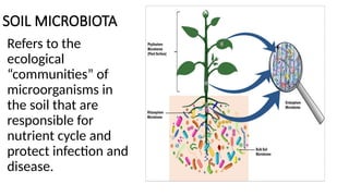 SOIL MICROBIOTA
Refers to the
ecological
“communities” of
microorganisms in
the soil that are
responsible for
nutrient cycle and
protect infection and
disease.
 