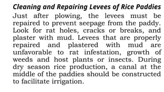 Cleaning and Repairing Levees of Rice Paddies
Just after plowing, the levees must be
repaired to prevent seepage from the paddy.
Look for rat holes, cracks or breaks, and
plaster with mud. Levees that are properly
repaired and plastered with mud are
unfavorable to rat infestation, growth of
weeds and host plants or insects. During
dry season rice production, a canal at the
middle of the paddies should be constructed
to facilitate irrigation.
 