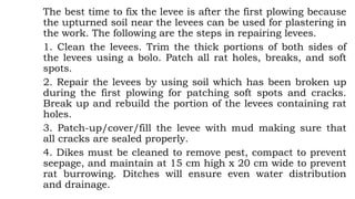 The best time to fix the levee is after the first plowing because
the upturned soil near the levees can be used for plastering in
the work. The following are the steps in repairing levees.
1. Clean the levees. Trim the thick portions of both sides of
the levees using a bolo. Patch all rat holes, breaks, and soft
spots.
2. Repair the levees by using soil which has been broken up
during the first plowing for patching soft spots and cracks.
Break up and rebuild the portion of the levees containing rat
holes.
3. Patch-up/cover/fill the levee with mud making sure that
all cracks are sealed properly.
4. Dikes must be cleaned to remove pest, compact to prevent
seepage, and maintain at 15 cm high x 20 cm wide to prevent
rat burrowing. Ditches will ensure even water distribution
and drainage.
 