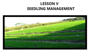 LESSON V
SEEDLING MANAGEMENT
 