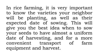 In rice farming, it is very important
to know the varieties your neighbor
will be planting, as well as their
expected date of sowing. This will
give you the best idea when to sow
your seeds to have almost a uniform
date of harvesting, and for a more
convenient transport of farm
equipment and harvest.
 