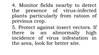 4. Monitor fields nearby to detect
the presence of virus-infected
plants particularly from ratoon of
previous crop.
5. Protect against insect vectors. If
there is an abnormally high
incidence of virus infestation in
the area, look for better site.
 