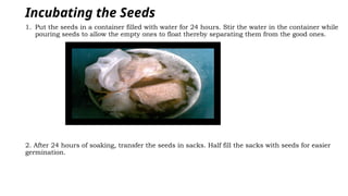 Incubating the Seeds
1. Put the seeds in a container filled with water for 24 hours. Stir the water in the container while
pouring seeds to allow the empty ones to float thereby separating them from the good ones.
2. After 24 hours of soaking, transfer the seeds in sacks. Half fill the sacks with seeds for easier
germination.
 