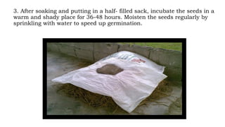3. After soaking and putting in a half- filled sack, incubate the seeds in a
warm and shady place for 36-48 hours. Moisten the seeds regularly by
sprinkling with water to speed up germination.
 