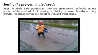 Sowing the pre-germinated seeds
After the seeds have germinated, they are broadcasted uniformly on the
surface of the seedbed. Avoid sowing too thickly to ensure healthy seedling
growth. Too dense sowing will result in thin and weak stems.
 