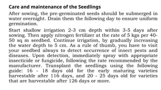 Care and maintenance of the Seedlings
After sowing, the pre-germinated seeds should be submerged in
water overnight. Drain them the following day to ensure uniform
germination.
Start shallow irrigation 2-3 cm depth within 3-5 days after
sowing. Then apply nitrogen fertilizer at the rate of 5 kgs per 40-
50 sq m seedbed. Continue irrigation, by gradually increasing
the water depth to 5 cm. As a rule of thumb, you have to visit
your seedbed always to detect occurrence of insect pests and
diseases. Upon detection, immediately spray with appropriate
insecticide or fungicide, following the rate recommended by the
manufacturer. Transplant the seedlings using the following
guide: 16 - 18 days old for the early maturing varieties
harvestable after 116 days, and 20 - 25 days old for varieties
that are harvestable after 126 days or more.
 
