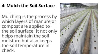 4. Mulch the Soil Surface
Mulching is the process by
which layers of manure or
compost are applied to
the soil surface. It not only
helps maintain the soil
moisture but also keeps
the soil temperature in
check.
 