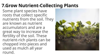 7.Grow Nutrient-Collecting Plants
Some plant species have
roots that collect specific
nutrients from the soil. They
are known as nutrient
accumulators and are a
great way to increase the
fertility of the soil. These
nutrient-rich plants can be
chopped into pieces and
used as mulch all year
round.
 