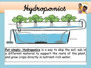 .
Hydroponics
Put simply: Hydroponics is a way to skip the soil, sub in
a different material to support the roots of the plant,
and grow crops directly in nutrient-rich water.
 