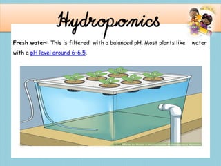 Hydroponics
Fresh water: This is filtered with a balanced pH. Most plants like water
with a pH level around 6–6.5.
 