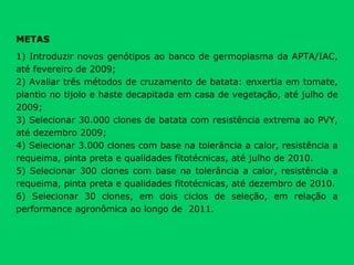 METAS 1) Introduzir novos genótipos ao banco de germoplasma da APTA/IAC, até fevereiro de 2009; 2) Avaliar três métodos de cruzamento de batata: enxertia em tomate, plantio no tijolo e haste decapitada em casa de vegetação, até julho de 2009; 3) Selecionar 30.000 clones de batata com resistência extrema ao PVY, até dezembro 2009; 4) Selecionar 3.000 clones com base na tolerância a calor, resistência a requeima, pinta preta e qualidades fitotécnicas, até julho de 2010. 5) Selecionar 300 clones com base na tolerância a calor, resistência a requeima, pinta preta e qualidades fitotécnicas, até dezembro de 2010. 6) Selecionar 30 clones, em dois ciclos de seleção, em relação a performance agronômica ao longo de  2011. 