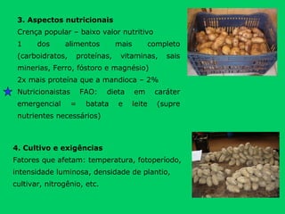3. Aspectos nutricionais Crença popular – baixo valor nutritivo 1 dos alimentos mais completo (carboidratos, proteínas, vitaminas, sais minerias, Ferro, fóstoro e magnésio) 2x mais proteína que a mandioca – 2% Nutricionaistas FAO: dieta em caráter emergencial = batata e leite (supre nutrientes necessários)  4. Cultivo e exigências Fatores que afetam: temperatura, fotoperíodo, intensidade luminosa, densidade de plantio, cultivar, nitrogênio, etc. 