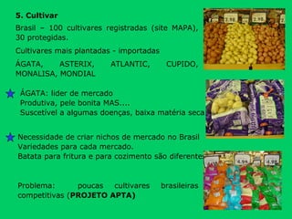 5. Cultivar Brasil – 100 cultivares registradas (site MAPA), 30 protegidas. Cultivares mais plantadas - importadas ÁGATA, ASTERIX, ATLANTIC, CUPIDO, MONALISA, MONDIAL  Problema:  poucas cultivares brasileiras competitivas ( PROJETO APTA) ÁGATA: lider de mercado Produtiva, pele bonita MAS.... Suscetível a algumas doenças, baixa matéria seca.  Necessidade de criar nichos de mercado no Brasil Variedades para cada mercado. Batata para fritura e para cozimento são diferentes  