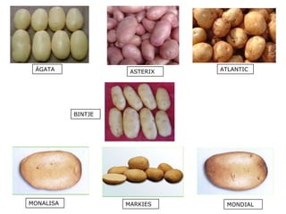 ÁGATA ASTERIX ATLANTIC MONALISA MONDIAL BINTJE MARKIES 