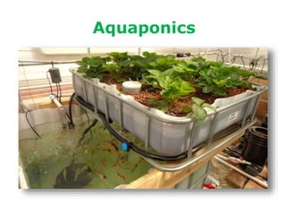 Aquaponics
 