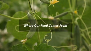 Where Our Food Comes From
 