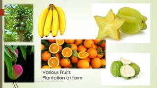 Presented By: Aum Consultants, Mumbai
18
Various Fruits
Plantation at farm
 