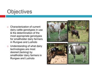 Objectives
 Characterization of current
dairy cattle genotypes in use
& the determination of the
most appropriate genotypes
for smallholder dairy farmers
in Rungwe and Lushoto
 Understanding of what dairy
technologies are most
desired (lacking) by
smallholder dairy farmers in
Rungwe and Lushoto
 