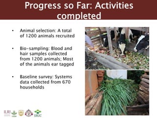 Tanzania Dairy Genetics highlights report 