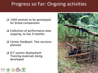 Tanzania Dairy Genetics highlights report 