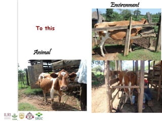 Tanzania Dairy Genetics highlights report 