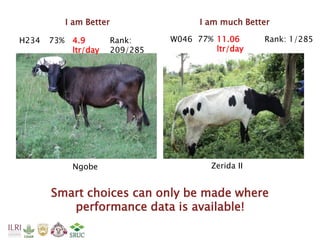 Tanzania Dairy Genetics highlights report 