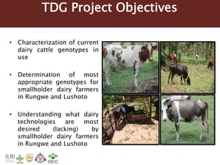 Tanzania Dairy Genetics highlights report 