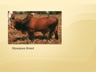 Dairy germplasm development and delivery in Africa: The Tanzania case