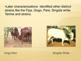 Dairy germplasm development and delivery in Africa: The Tanzania case