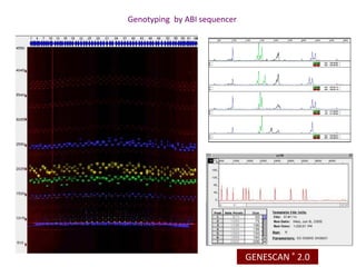 Breed composition evaluation based on genetic makers