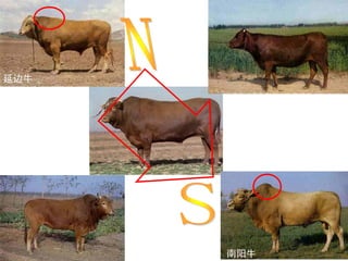 Breed composition evaluation based on genetic makers