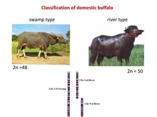 Breed composition evaluation based on genetic makers