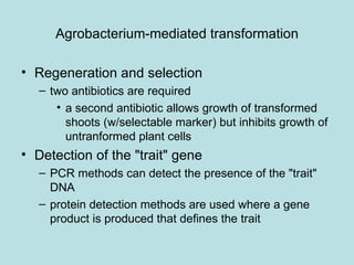 Agrobacterium-mediated transformation

• Regeneration and selection
   – two antibiotics are required
      • a second antibiotic allows growth of transformed
        shoots (w/selectable marker) but inhibits growth of
        untranformed plant cells
• Detection of the "trait" gene
   – PCR methods can detect the presence of the "trait"
     DNA
   – protein detection methods are used where a gene
     product is produced that defines the trait
 