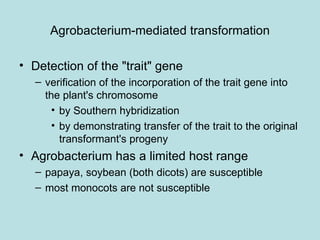 Agrobacterium-mediated transformation

• Detection of the "trait" gene
   – verification of the incorporation of the trait gene into
     the plant's chromosome
       • by Southern hybridization
       • by demonstrating transfer of the trait to the original
         transformant's progeny
• Agrobacterium has a limited host range
   – papaya, soybean (both dicots) are susceptible
   – most monocots are not susceptible
 