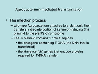 Agrobacterium-mediated transformation

• The infection process
  – wild-type Agrobacterium attaches to a plant cell, then
    transfers a discrete portion of its tumor-inducing (Ti)
    plasmid to the plant's chromosome
  – The Ti plasmid contains 2 critical regions:
      • the oncogene-containing T-DNA (the DNA that is
        transferred)
      • the virulence (vir) genes that encode proteins
        required for T-DNA transfer
 