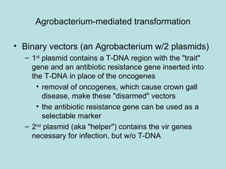 Agrobacterium-mediated transformation

• Binary vectors (an Agrobacterium w/2 plasmids)
  – 1st plasmid contains a T-DNA region with the "trait"
    gene and an antibiotic resistance gene inserted into
    the T-DNA in place of the oncogenes
      • removal of oncogenes, which cause crown gall
        disease, make these "disarmed" vectors
      • the antibiotic resistance gene can be used as a
        selectable marker
  – 2nd plasmid (aka "helper") contains the vir genes
    necessary for infection, but w/o T-DNA
 