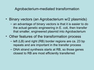 Agrobacterium-mediated transformation

• Binary vectors (an Agrobacterium w/2 plasmids)
  – an advantage of binary vectors is that it is easier to do
    the actual genetic engineering in E. coli, then transfer
    that smaller, engineered plasmid into Agrobacterium
• Other features of the transformation process
  – left (LB) and right (RB) border regions are ca. 23 bp
    repeats and are important in the transfer process
  – DNA strand synthesis starts at RB, so those genes
    closest to RB are most efficiently transferred
 