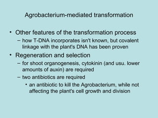 Agrobacterium-mediated transformation

• Other features of the transformation process
  – how T-DNA incorporates isn't known, but covalent
    linkage with the plant's DNA has been proven
• Regeneration and selection
  – for shoot organogenesis, cytokinin (and usu. lower
    amounts of auxin) are required
  – two antibiotics are required
      • an antibiotic to kill the Agrobacterium, while not
        affecting the plant's cell growth and division
 