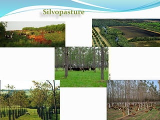 Agro-forestry | PPTX