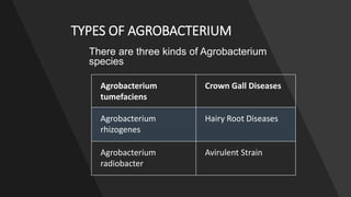 Agrobacterium mediated transformation | PPTX