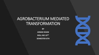 AGROBACTERIUM MEDIATED
TRANSFORMATION
BY
ASNAD KHAN
ROLL NO 19TH
SEMESTER 6TH
 
