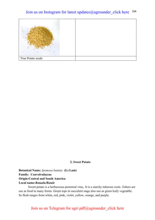 104
True Potato seeds
2. Sweet Potato
Botanical Name: Ipomoea batatas (L) Lam)
Family: Convolvulaceae
Origin-Central and South America
Local name-Rataalu/Ratale
Sweet potato is a herbaceous perennial vine, It is a starchy tuberous roots .Tubers are
use as food in many forms .Green tops in succulent stage also use as green leafy vegetable.
Its flesh ranges from white, red, pink, violet, yellow, orange, and purple.
Join us on Instagram for latest updates@agrounder_click here
Join us on Telegram for agri pdf@agrounder_click here
 